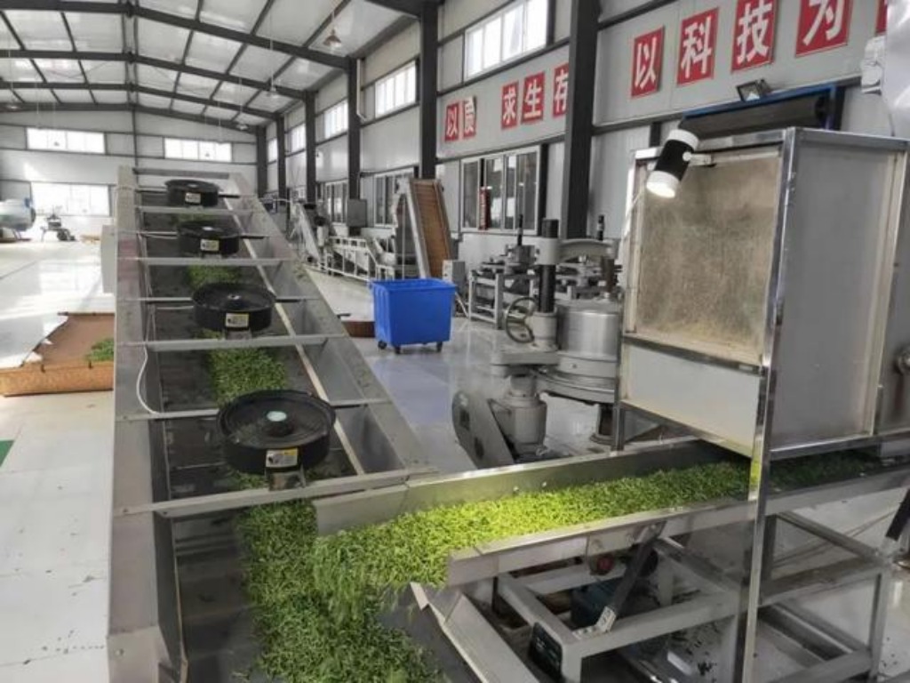金果公司茶叶加工厂正在精心制作茶叶