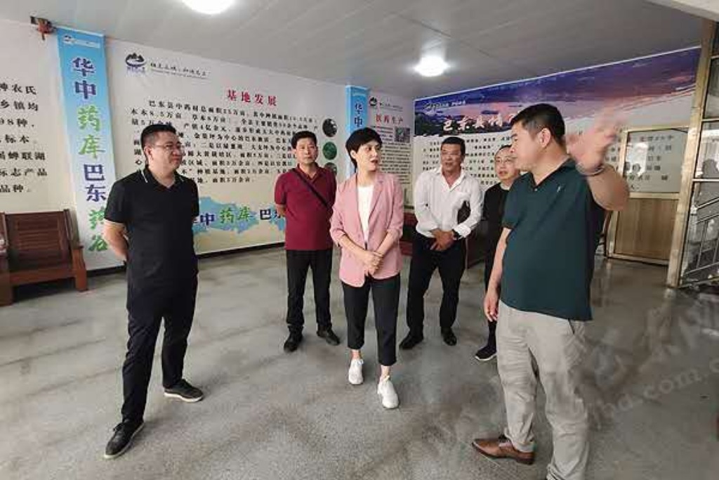 充分释放"华中药库"价值 革命老区湖北省巴东县人民政府县长郭玲带队
