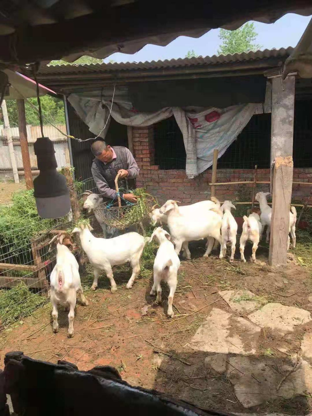 田间示范秀养羊图片